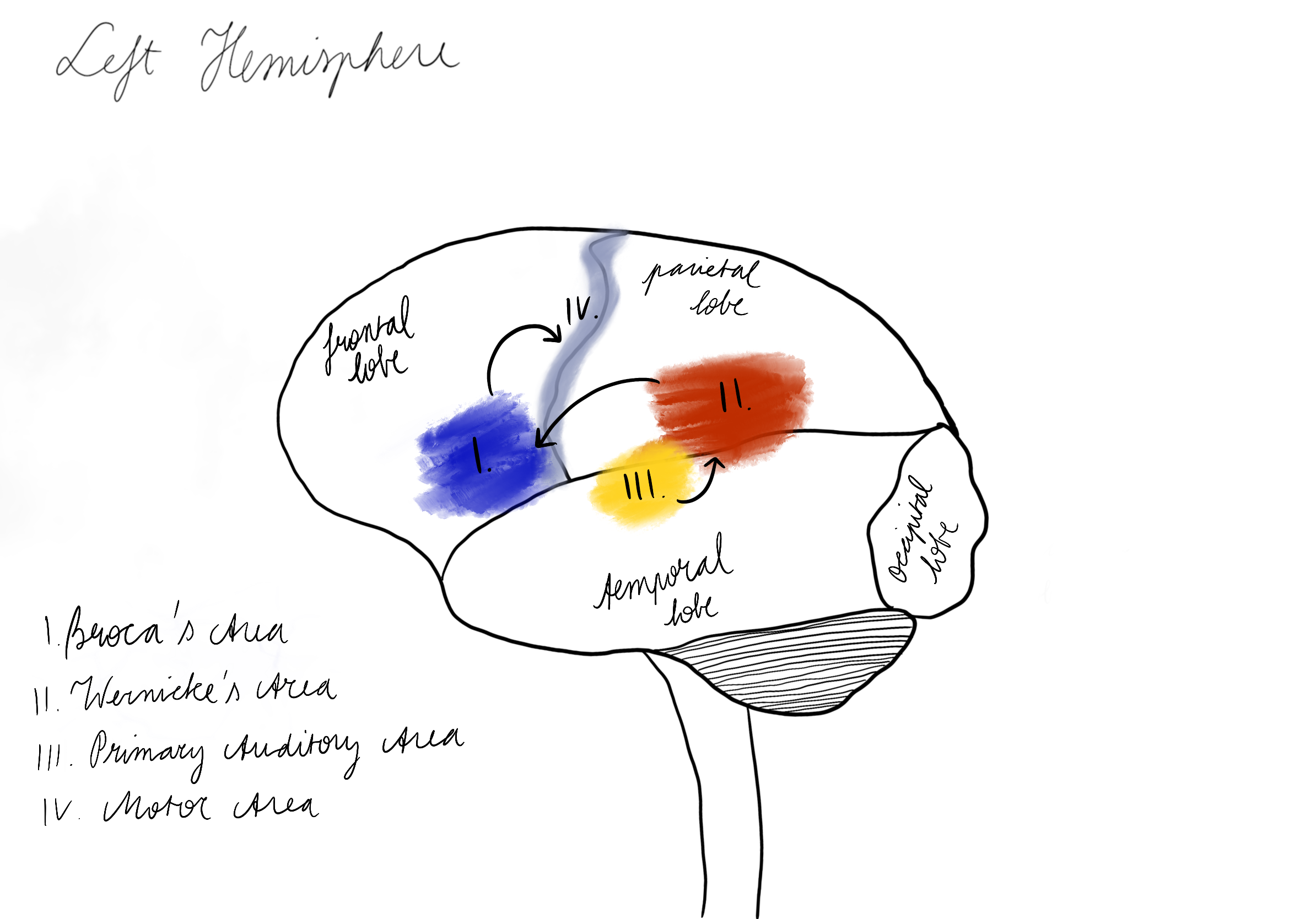 Brain Left Hemisphere drawn by Laurien Michiels